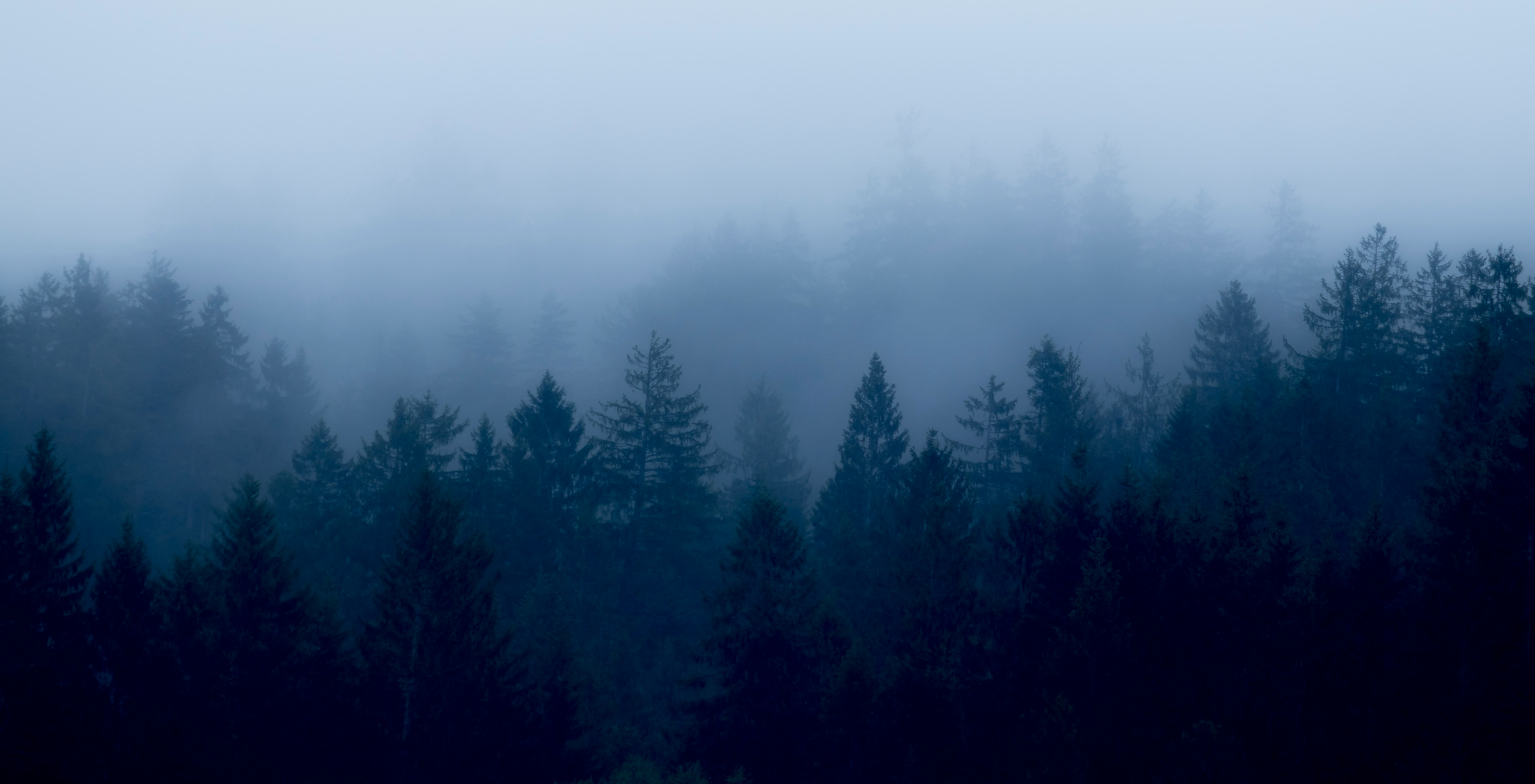 high-angle photography of trees and fogs