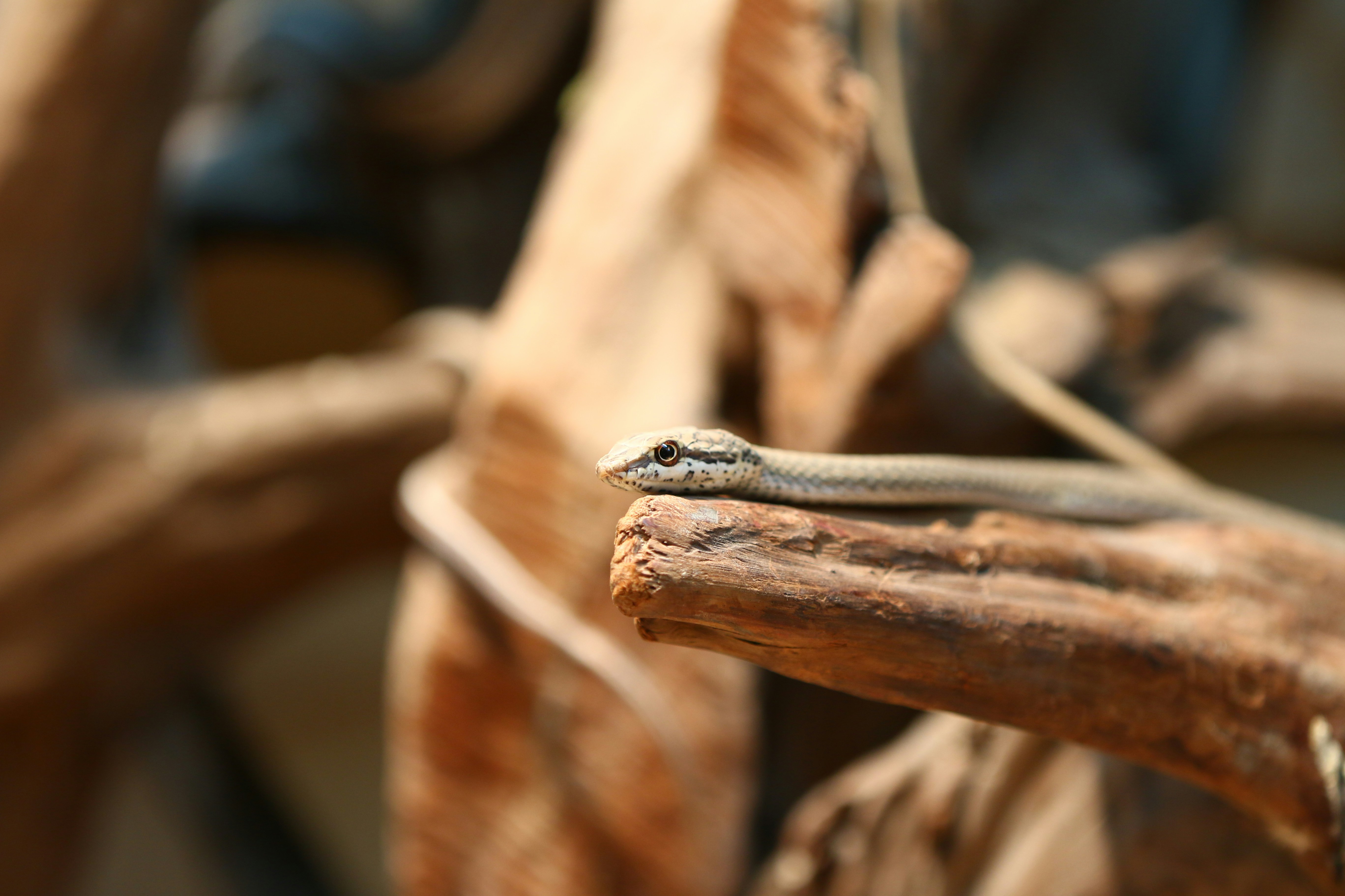 Sharjah Wanderers Club