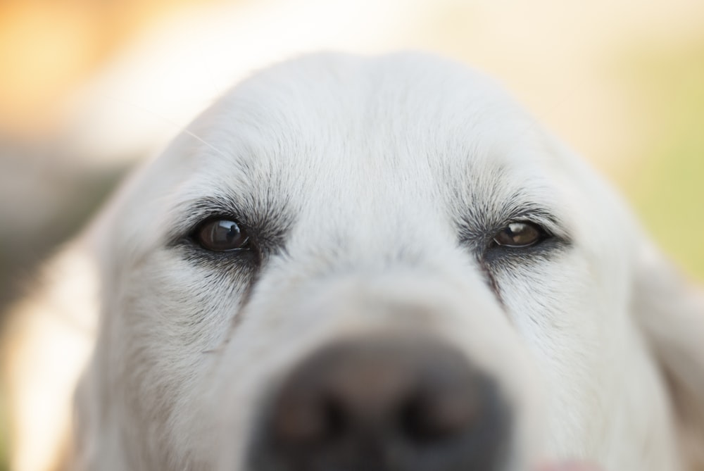 short-coated white dog selective photography