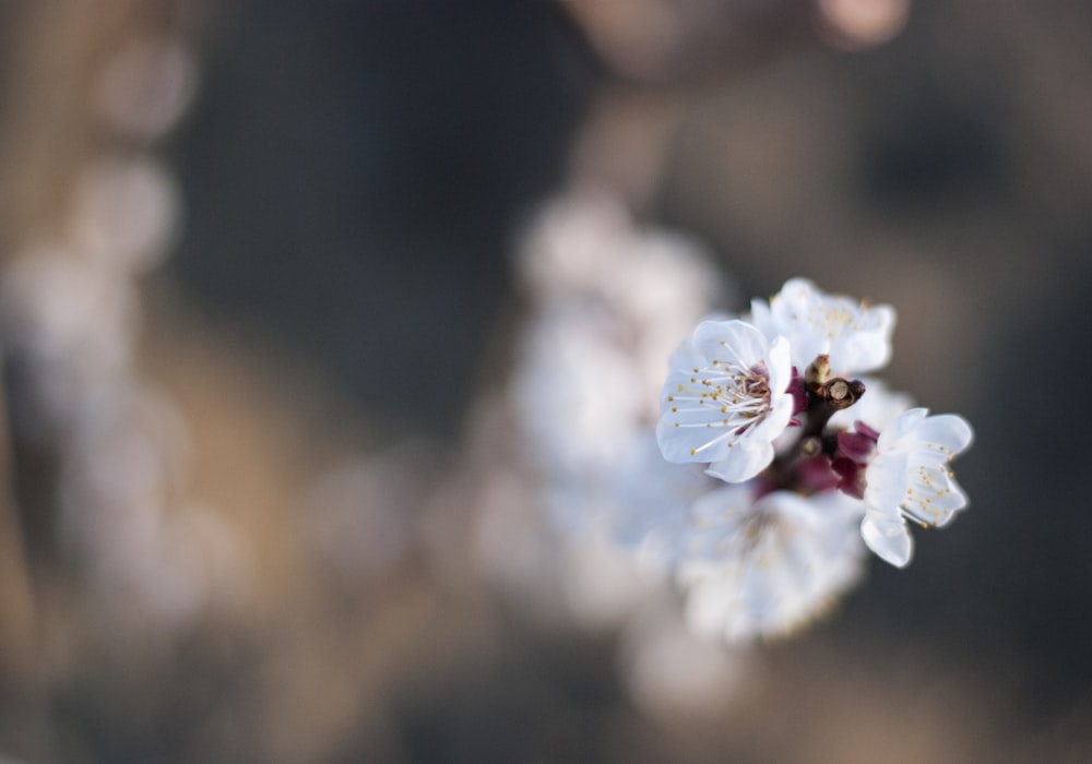 fotografia de foco de flor de pétalas brancas