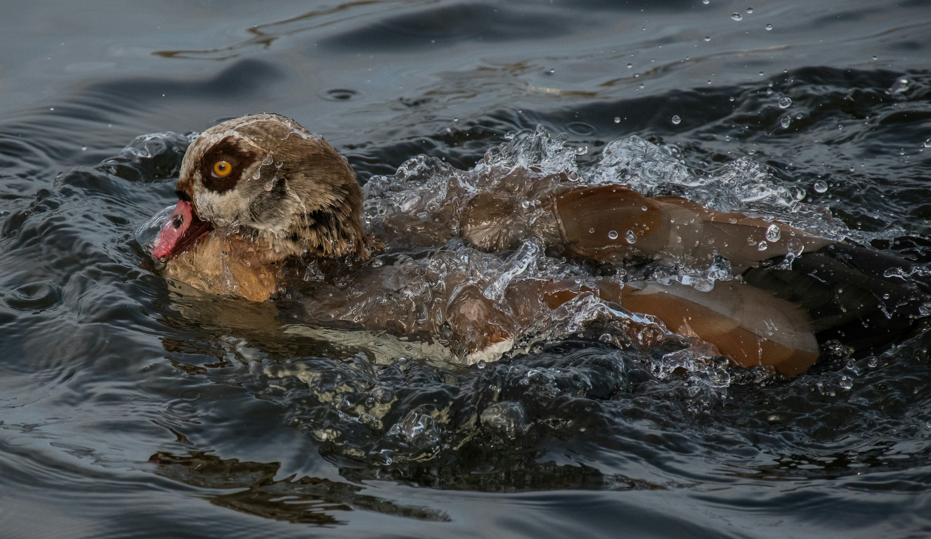 duck soaking on water