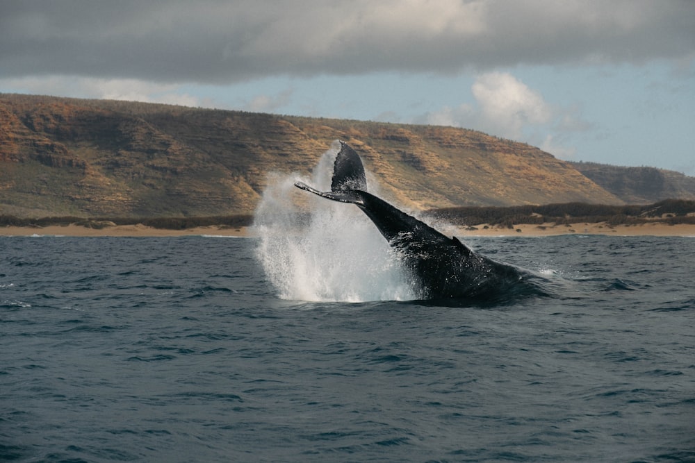 whales tale during breach at sea