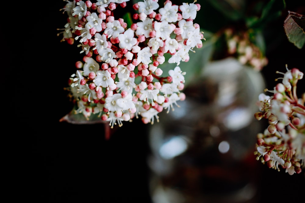 focus photography of white and pink petaled flower