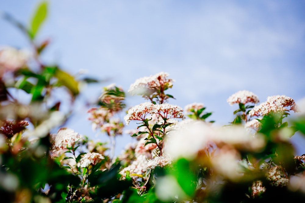 close-up photography of white petaled flower