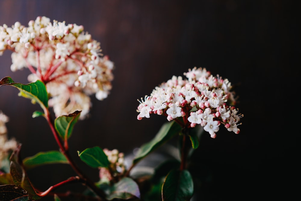 pink petaled flower