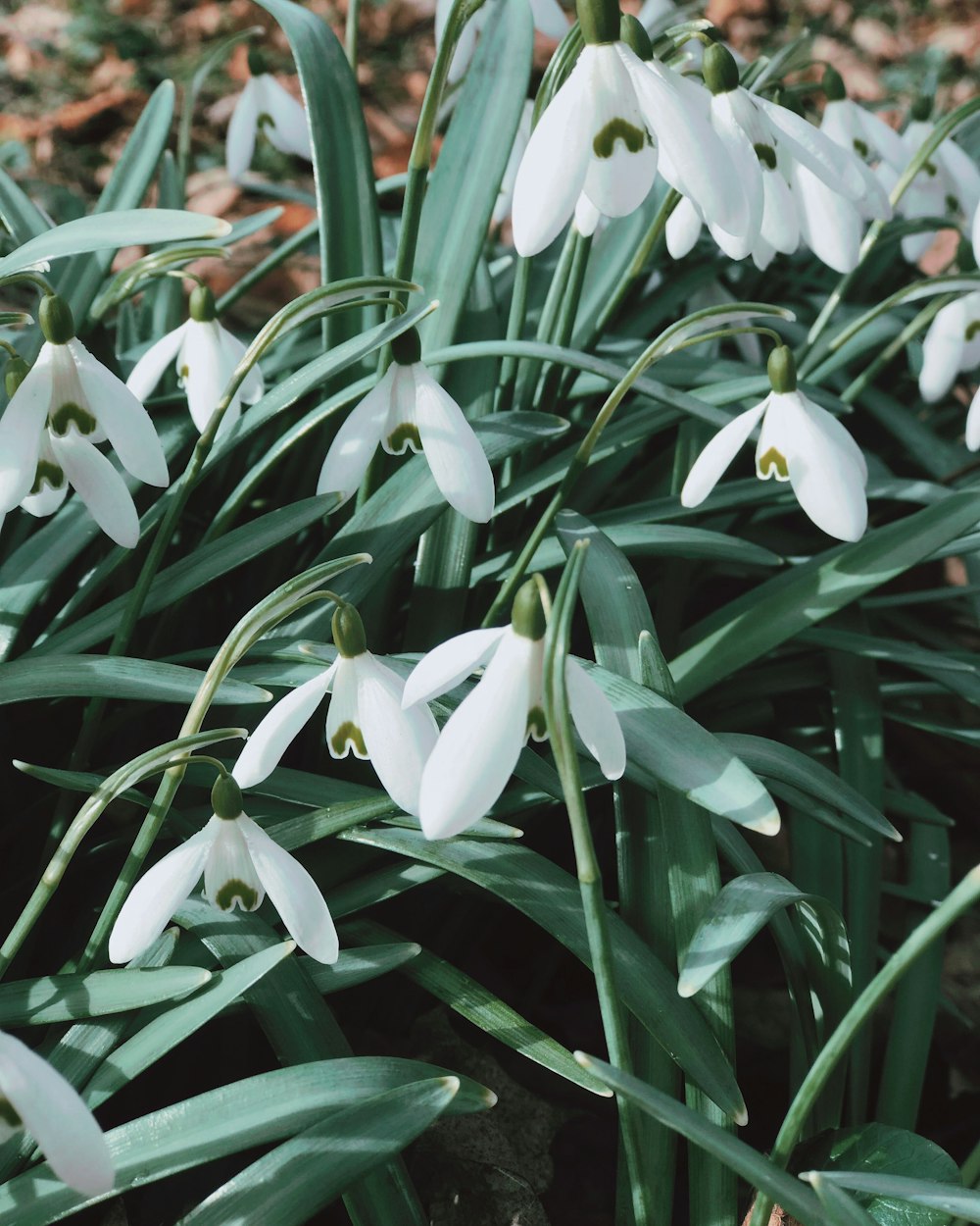 close-up photography of snowdrop flowers