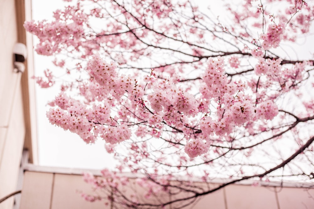 pink Cherry Blossom
