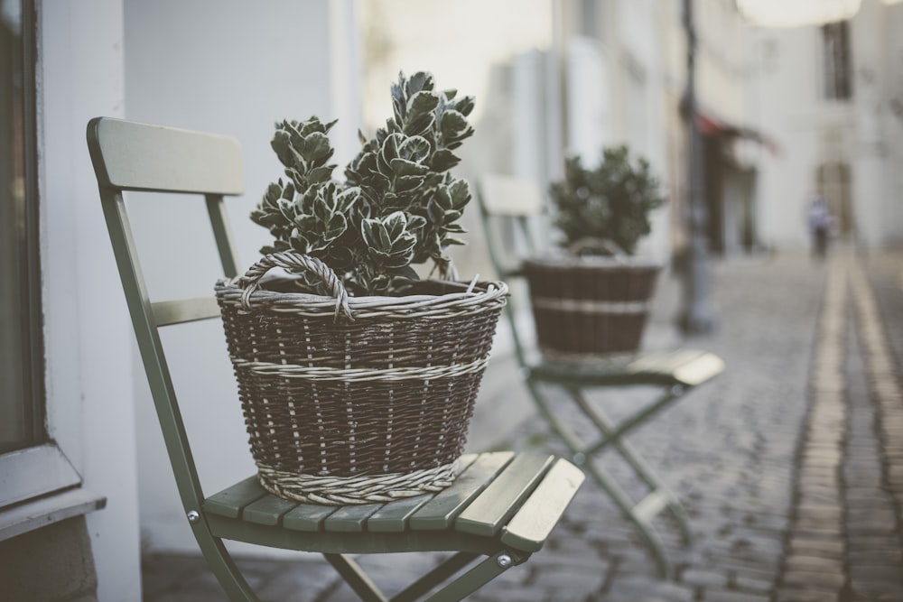 green-leafed plant on brown wicker pot