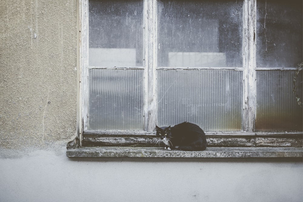 black cat lying on window