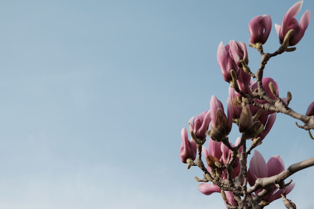 shallow focus photo of pink flowers