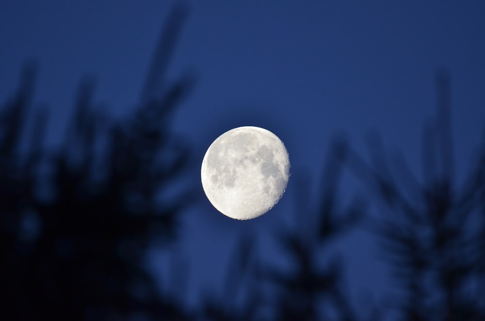 close-up photography of moon