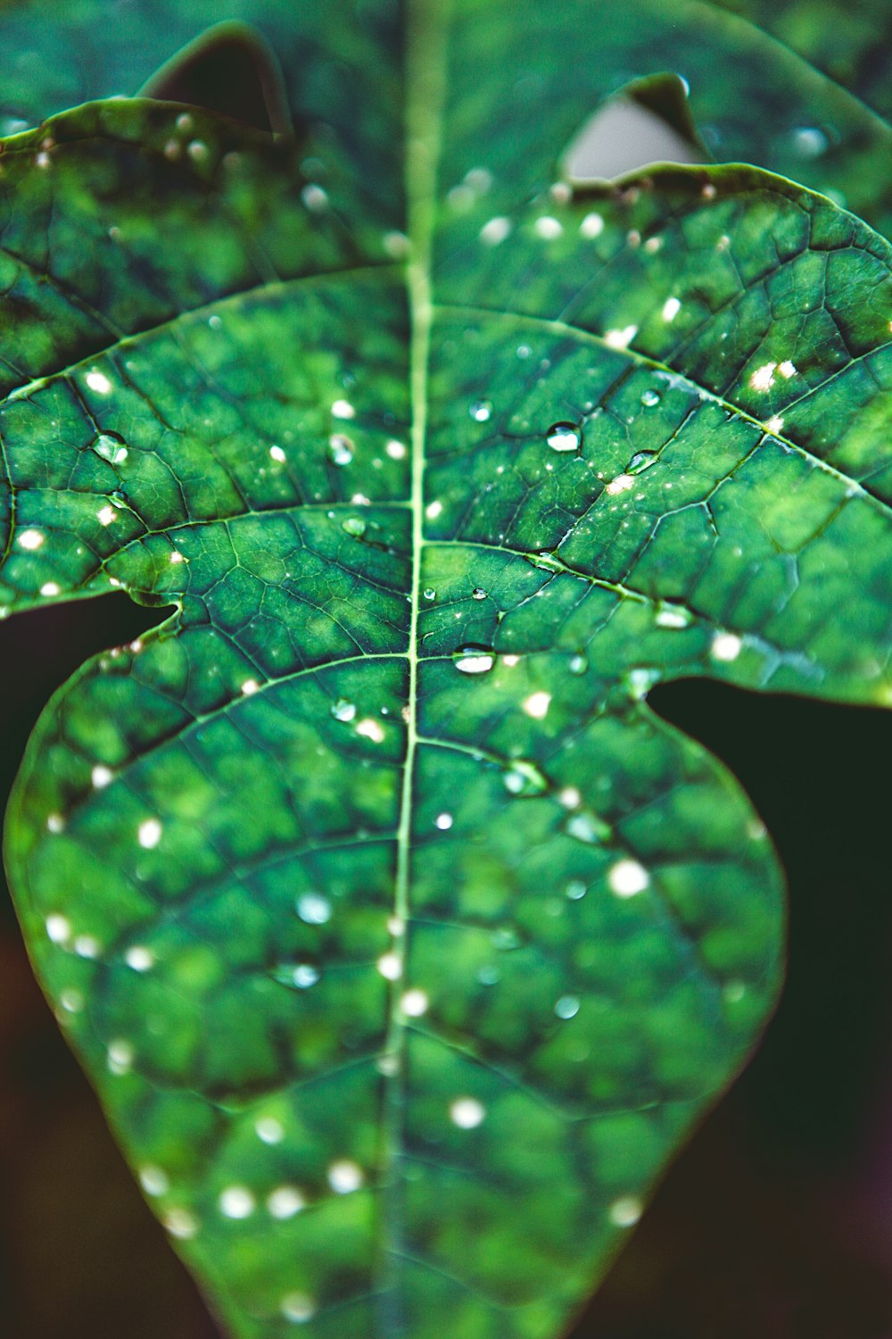 green leaf closeup photography