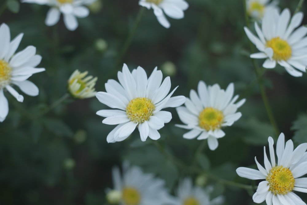 white daisy flowers