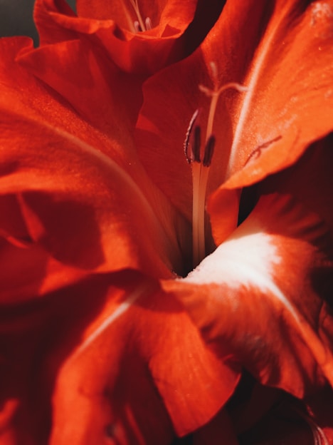 A close-up of a vibrant flower with intricate details and soft lighting.