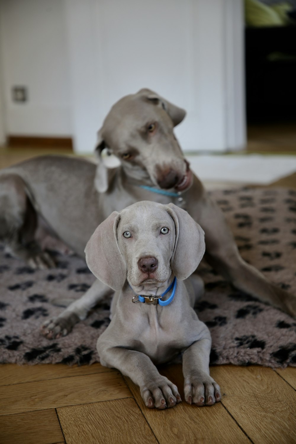 gray adult dog and puppy on area rug