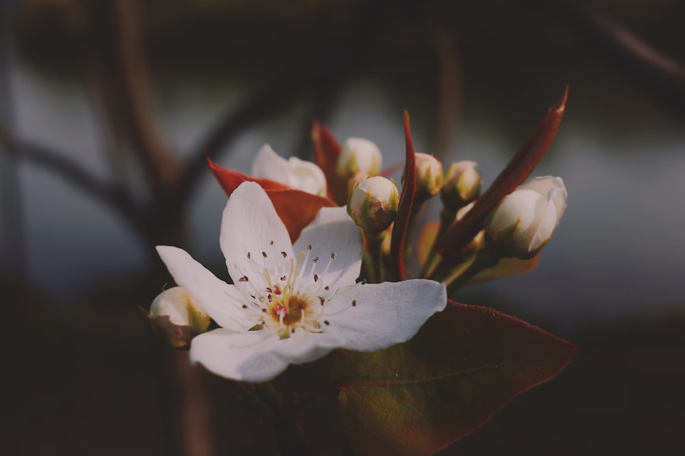 white-petaled flower