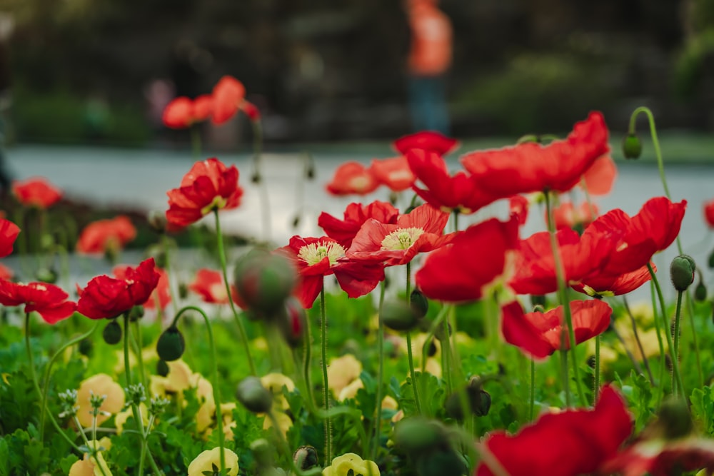 focus photography of red-and-yellow flowers