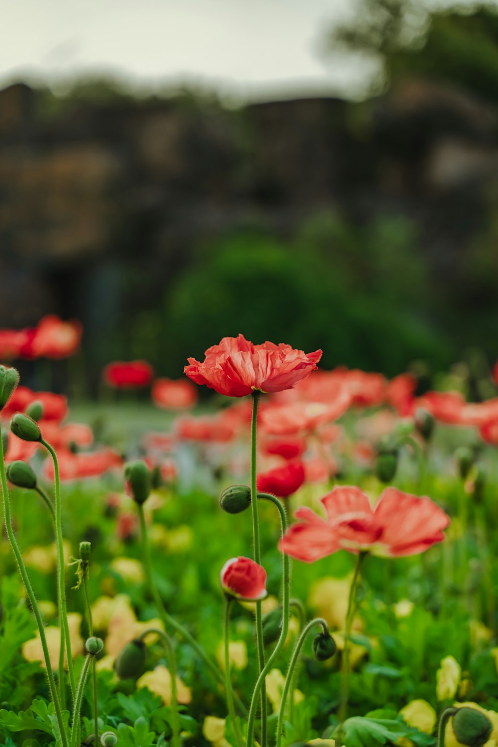 red-petaled flower