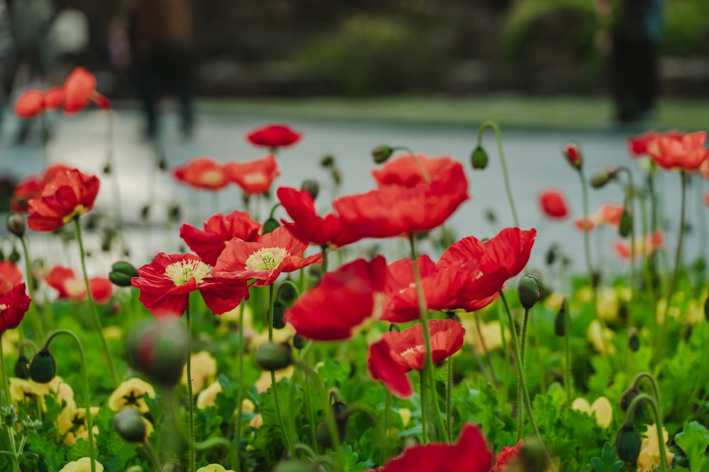 red flowers field