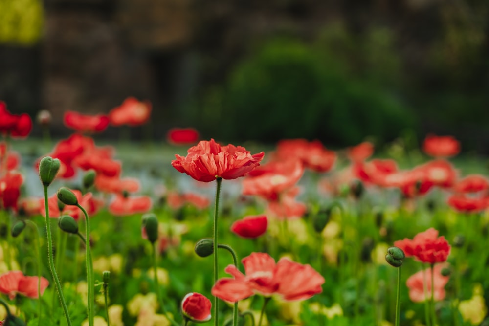 blooming red poppy flower field