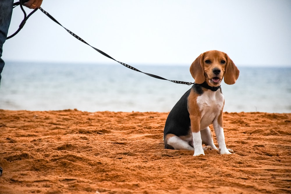 砂の上に座る黒と黄褐色のビーグル犬