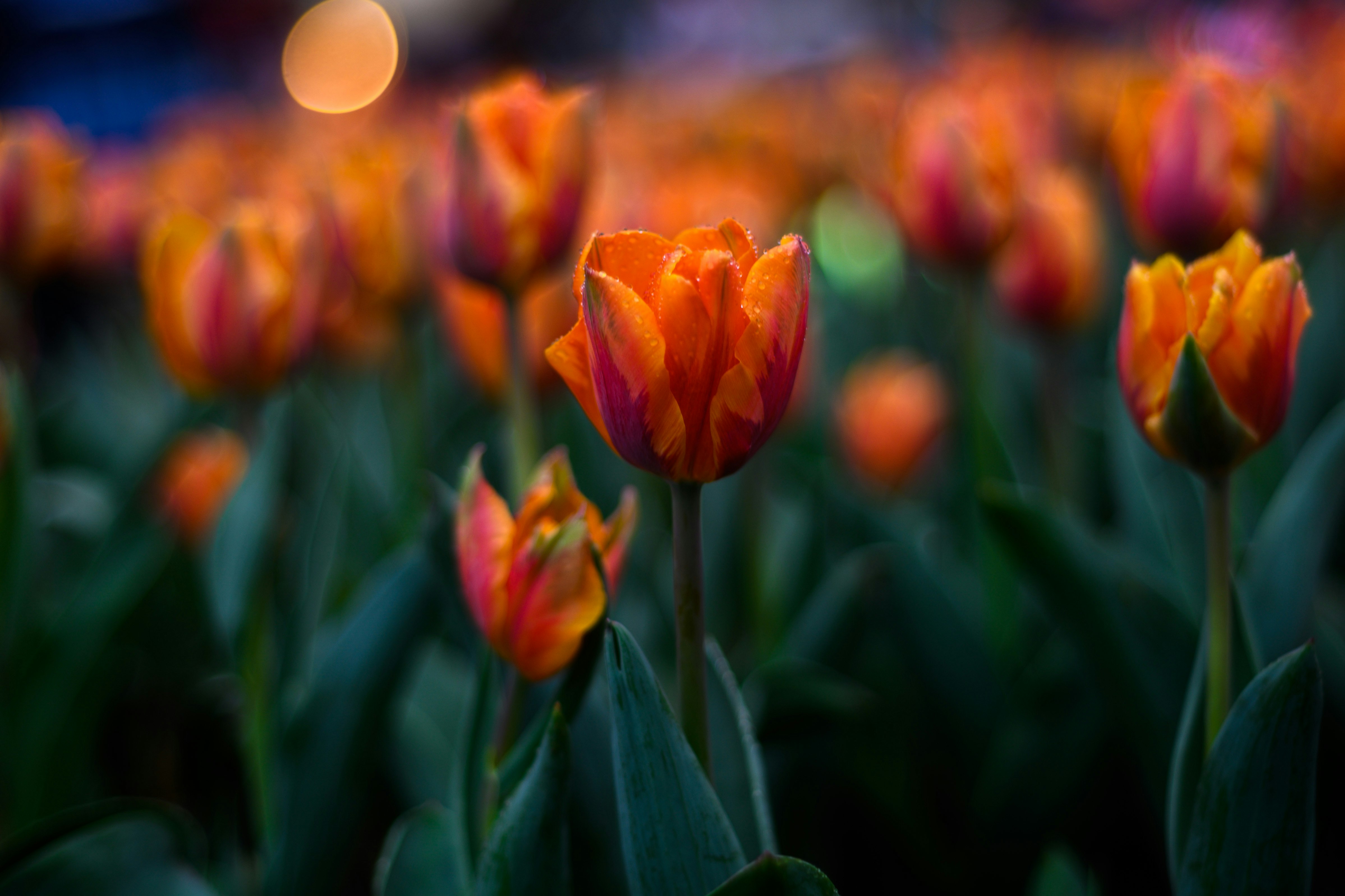 red tulip flower field