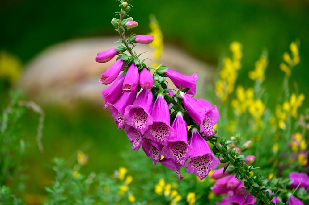 selective focus photography of purple-petaled flowers