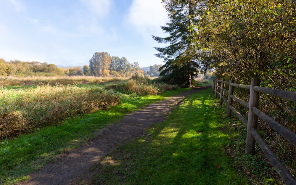 green grass pathway