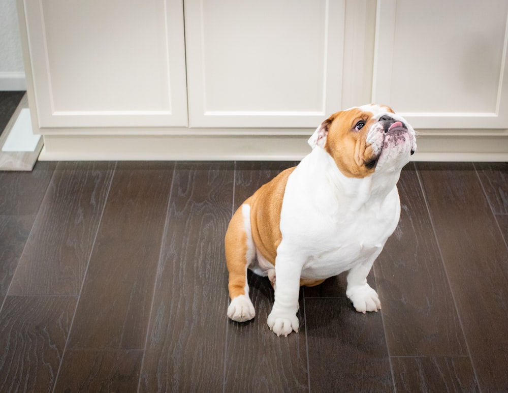 brown and white dog sitting on parquet floor