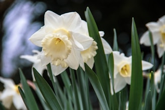 close-up photo of white petaled flowers