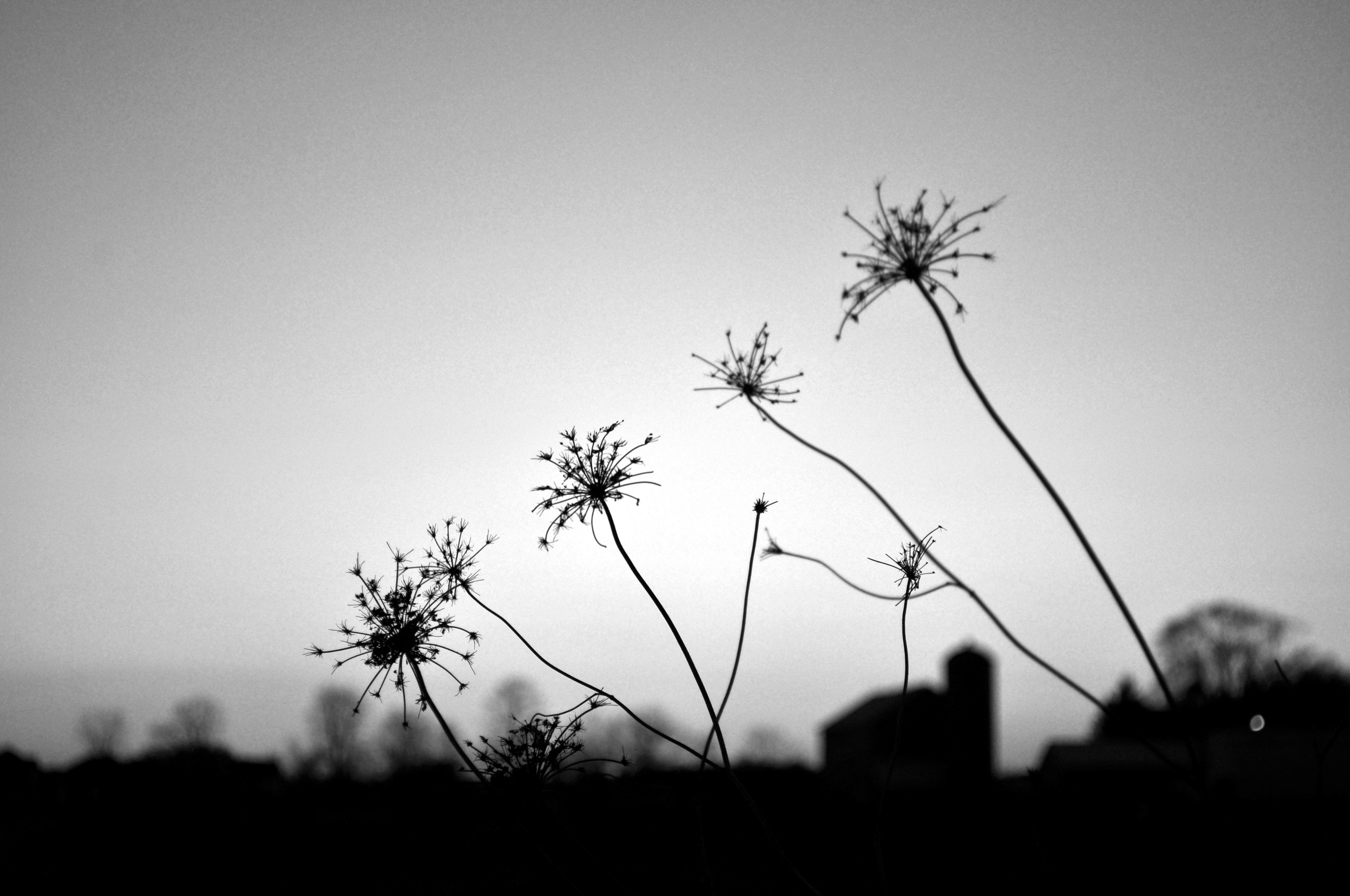 grayscale photo of plant