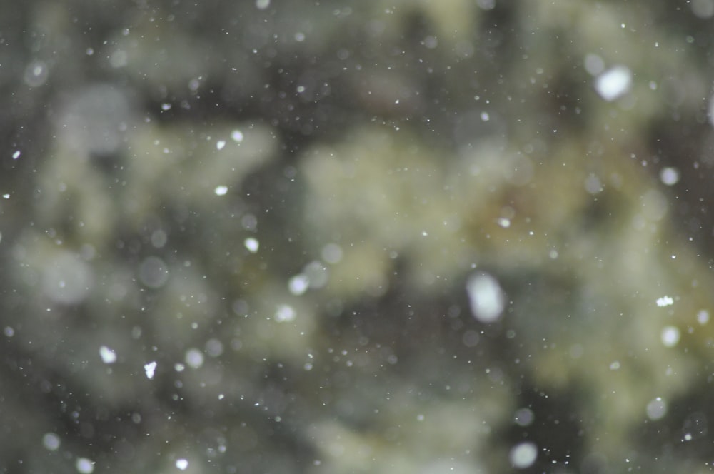 a blurry photo of snow falling from a tree