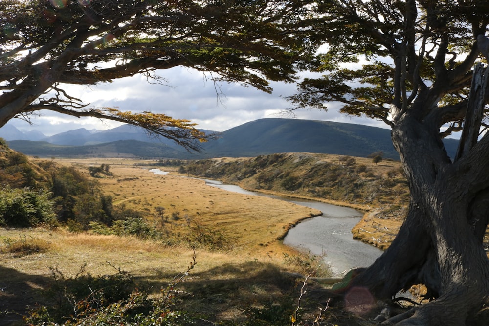 green tree near body of water