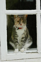A curious cat with a stylish handmade collar looking out a sunny window.