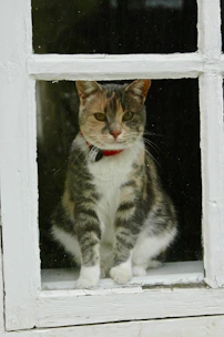 A curious cat with a stylish handmade collar looking out a sunny window.