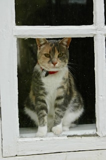 A happy cat with a pastel blue collar sitting contentedly by a window, looking outside.
