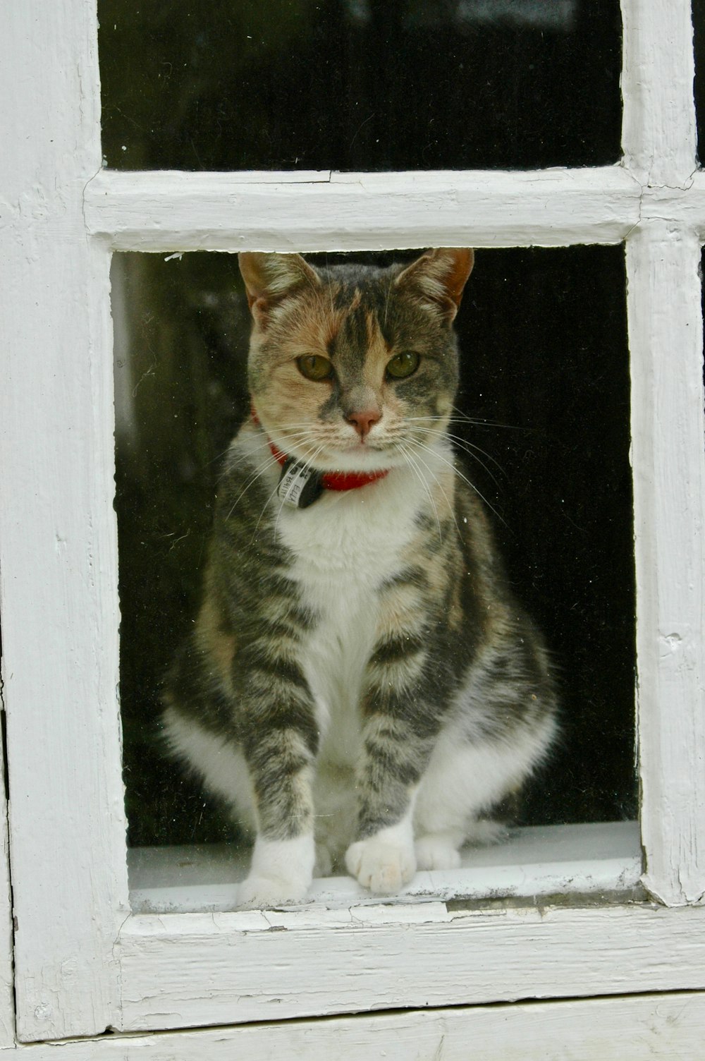 white and black cat sitting on window