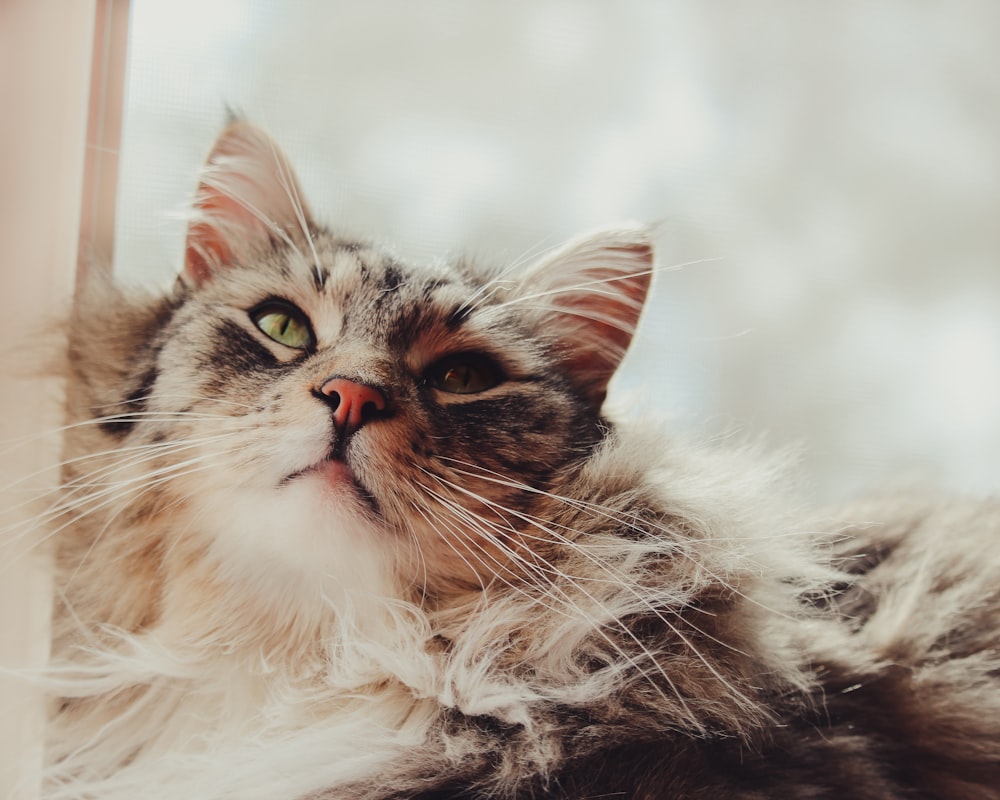 long-fur brown cat