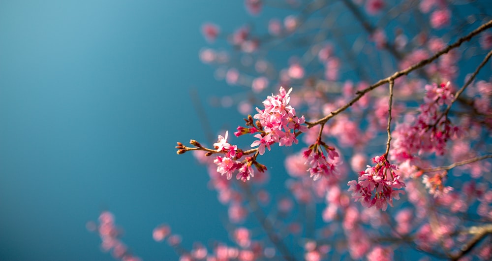 selective focus photography of pink-petaled flowers