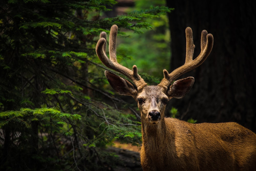 brown deer