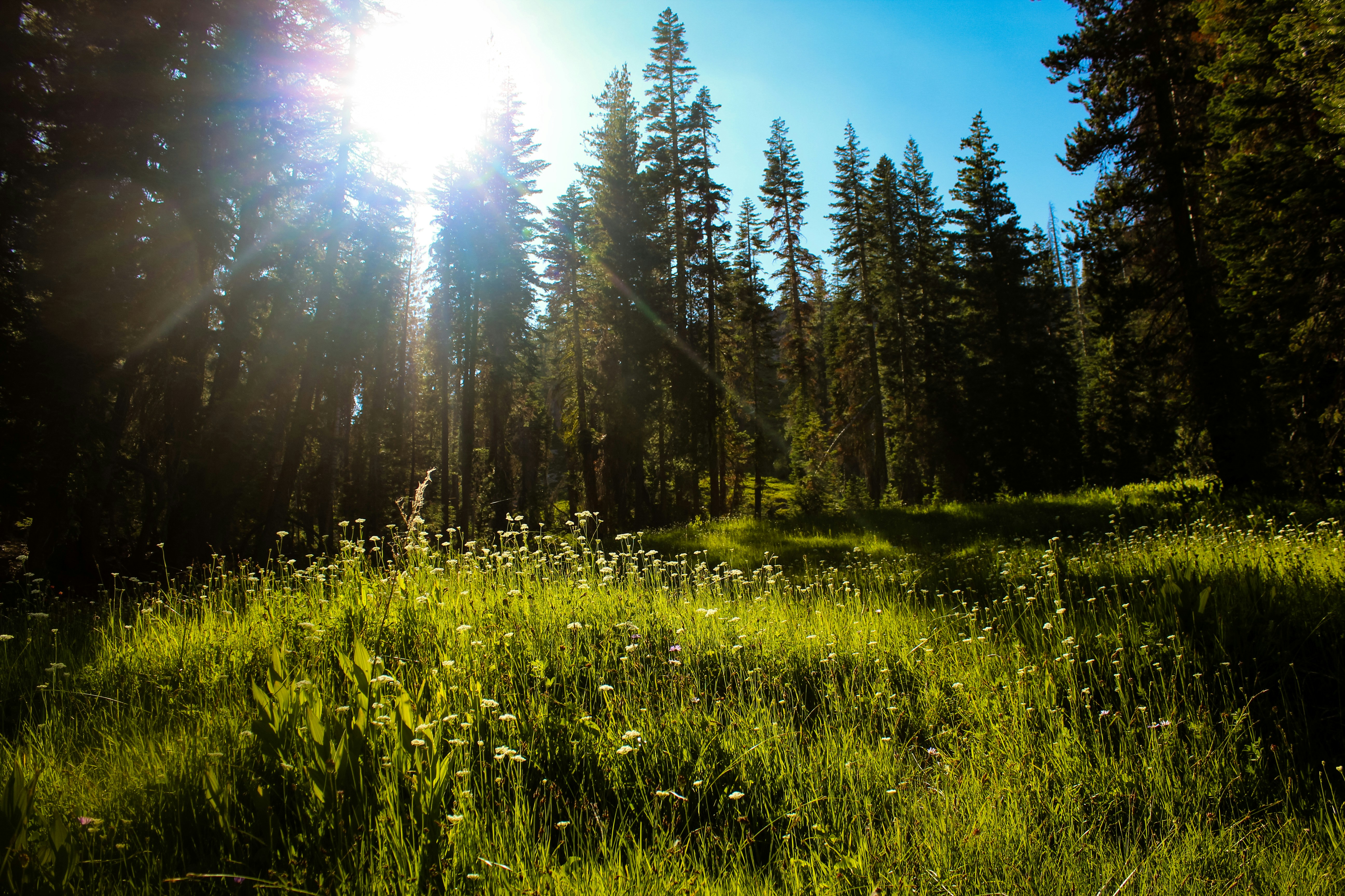 green-leafed grass and trees under blue sky during daytime