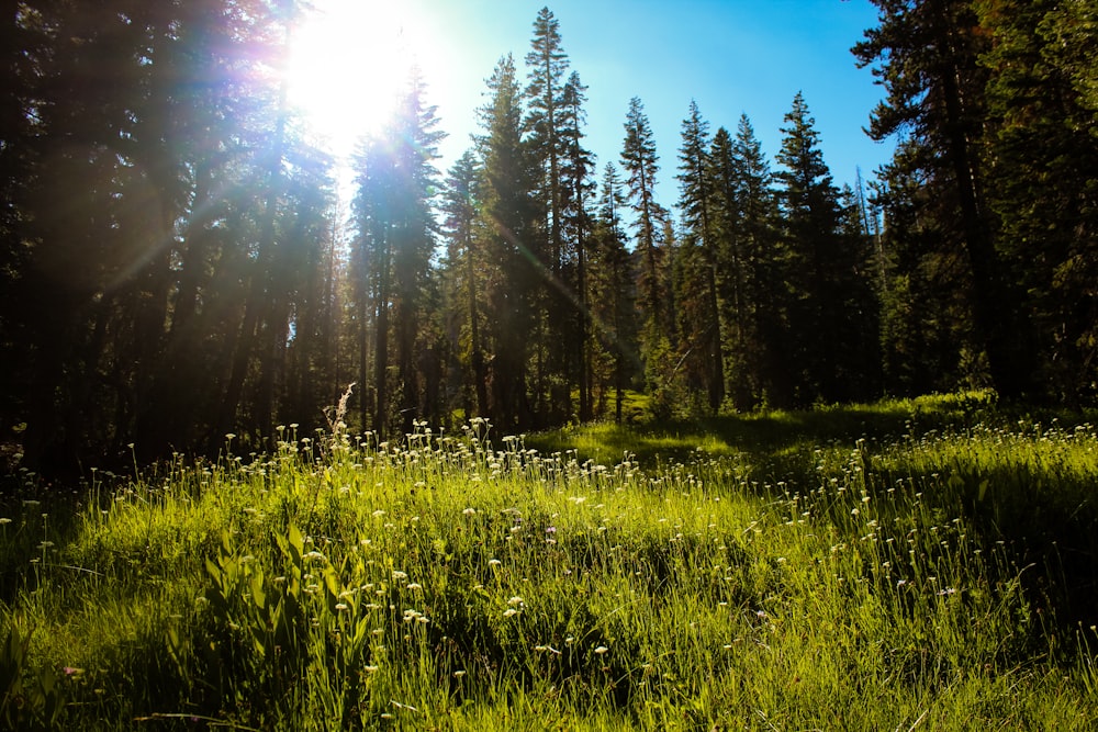 green-leafed grass and trees under blue sky during daytime