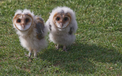 two white-and-brown owls