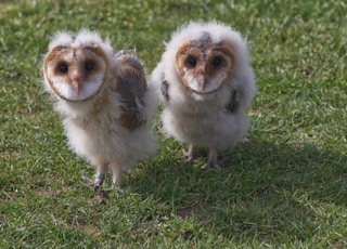 two white-and-brown owls