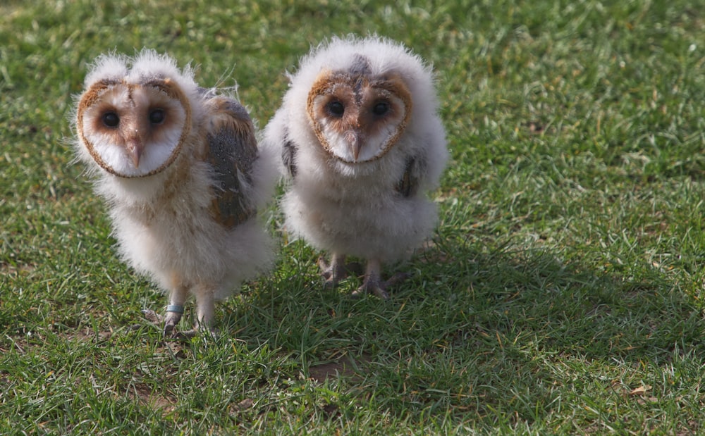 two white-and-brown owls