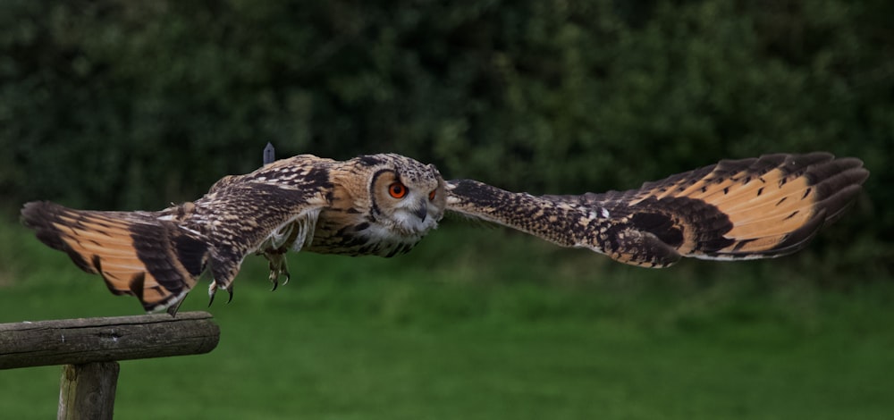 gray and brown owl