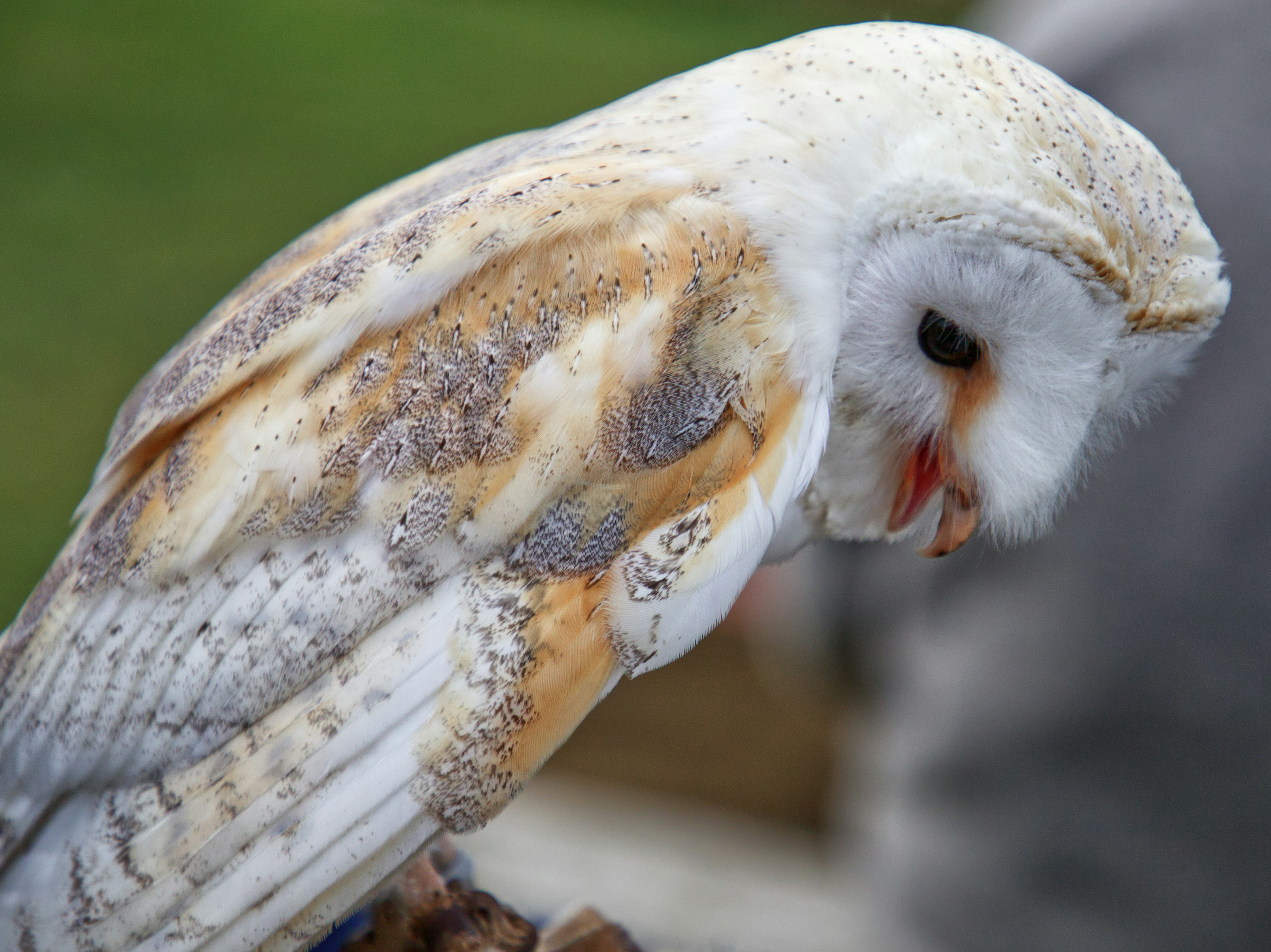 Selective Focus Photography Of Brown And White Barn Owl During