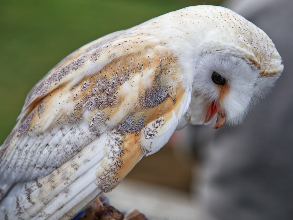 selective focus photography of brown and white barn owl during daytime
