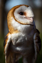 Effraie des clochers (Tyto alba)