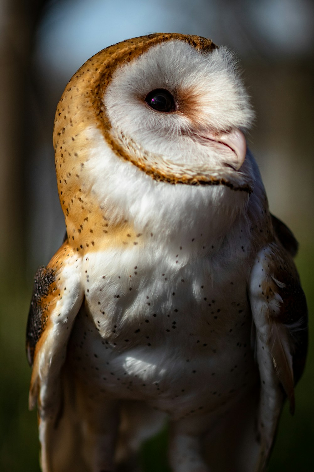 Screech owl